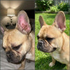 Renewal Collagen x3 Veterinary formula by Kriath